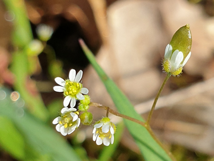 Foto: Frühlingshungerblümchen